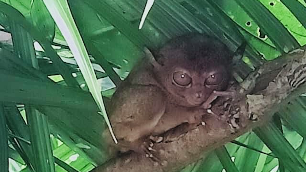 セブツアー、ボホルの画像